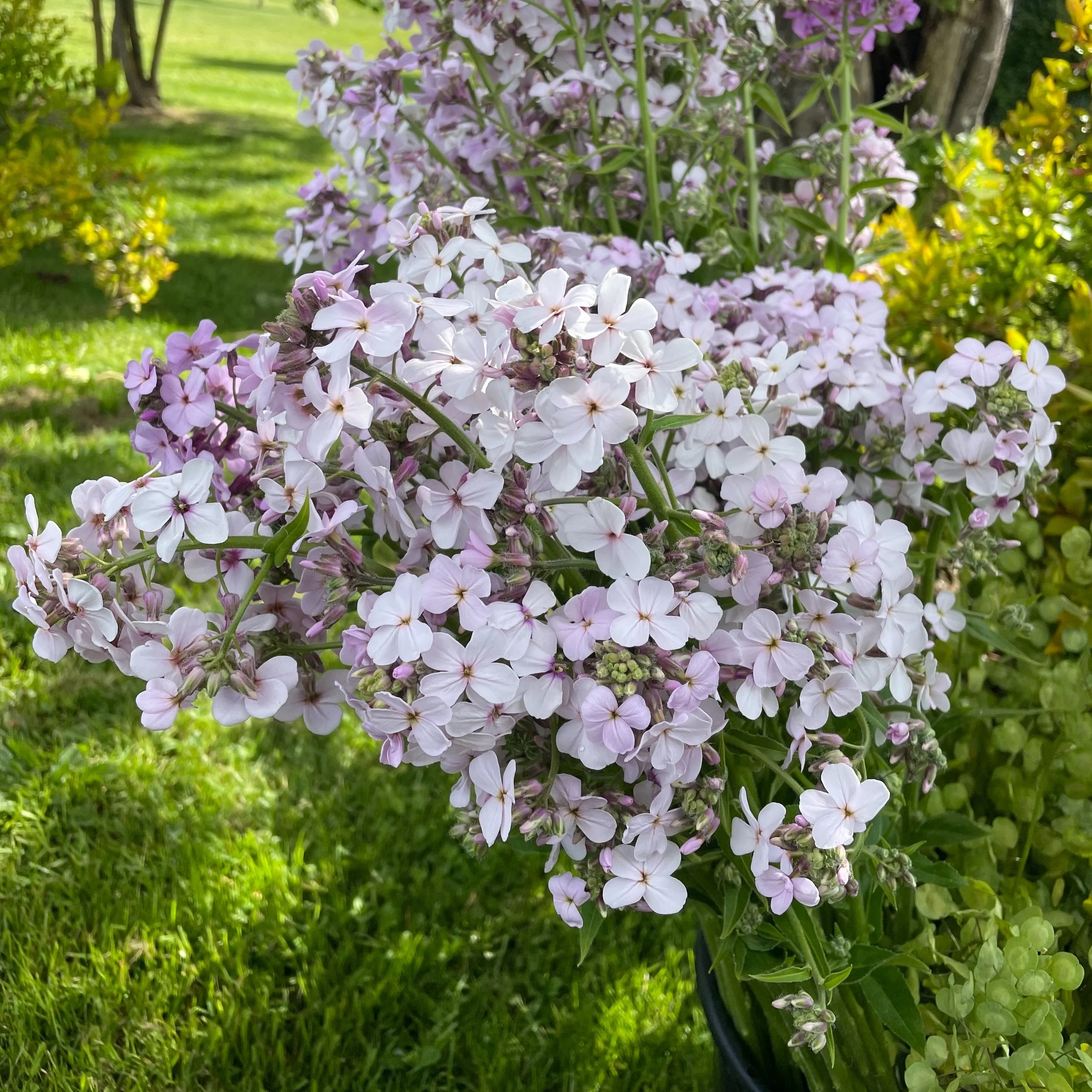 Sweet Rocket - Pale Lavender — Petal Pink Flower Farm